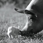 A mother pig, Gunda, touches her piglet with her snout