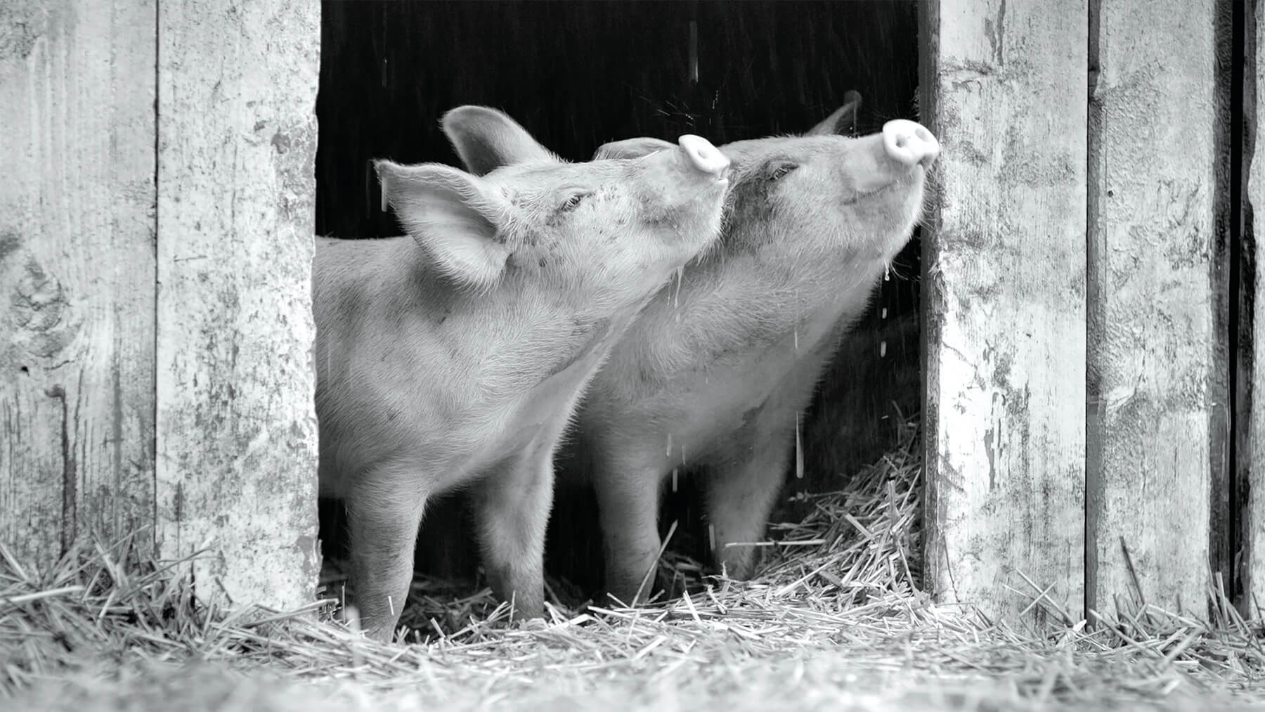 On location of Gunda, two piglets collect falling rain on their snouts