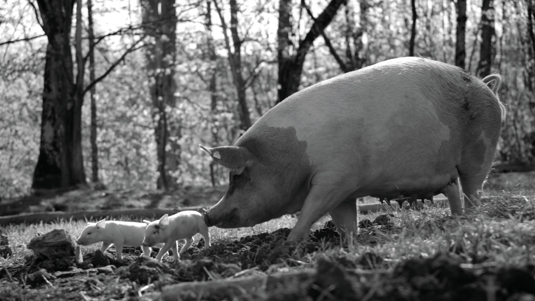 Mother pig, Gunda, walks with her piglets