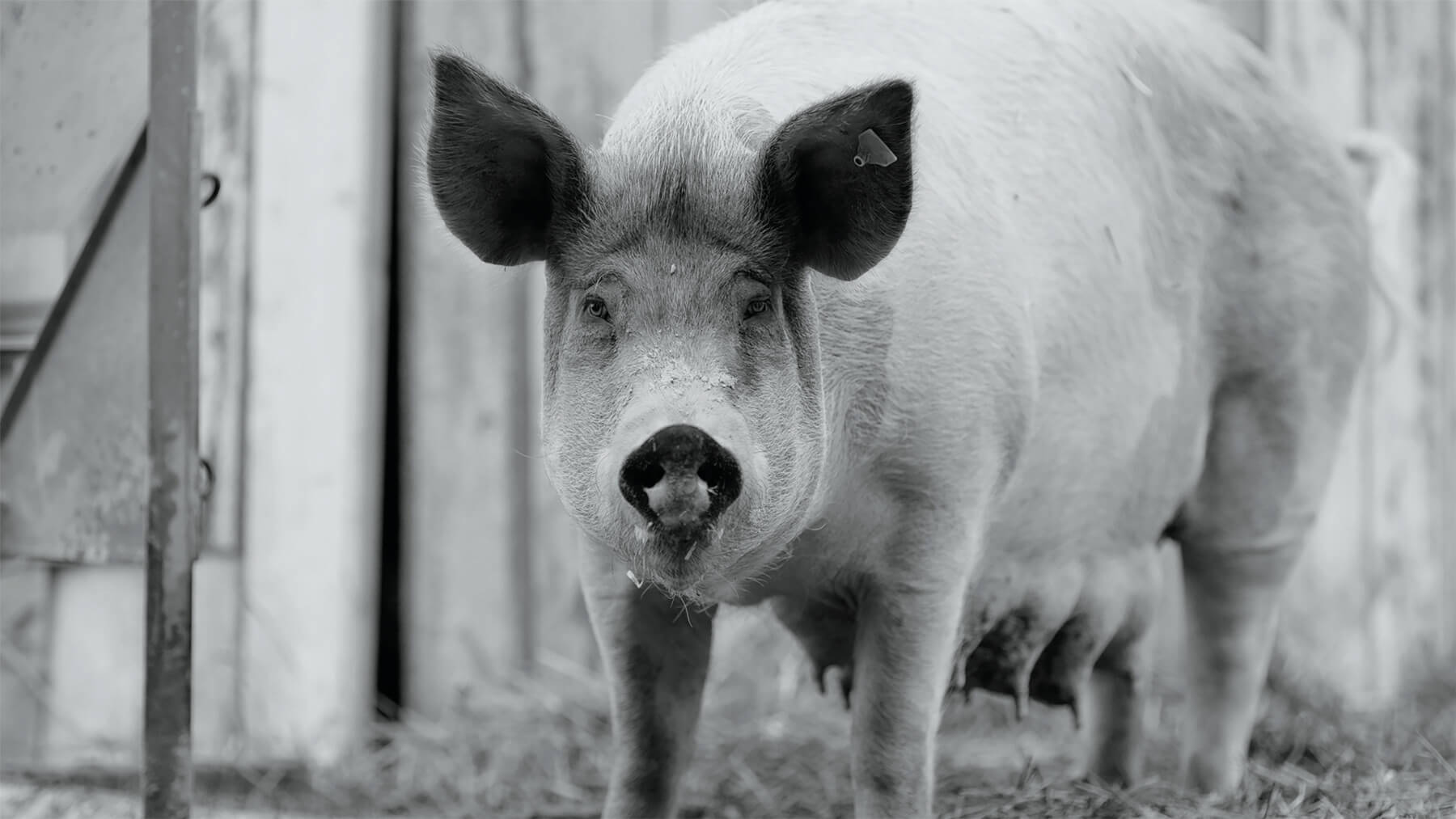 Mother pig, Gunda, looks into the camera during the filming of the documentary of the same name