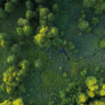 Aerial view of a green forest