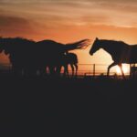 Horses galloping in silhouette at sunset